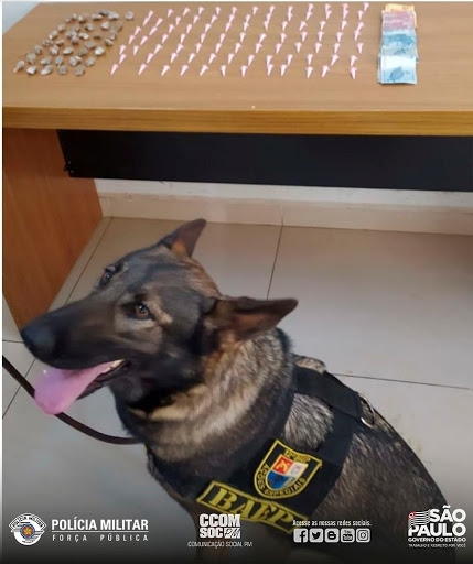 POLÍCIA MILITAR DE ARAÇATUBA  APREENDE ADOLESCENTE E LOCALIZA DROGAS COM APOIO DA CADELA LOBA