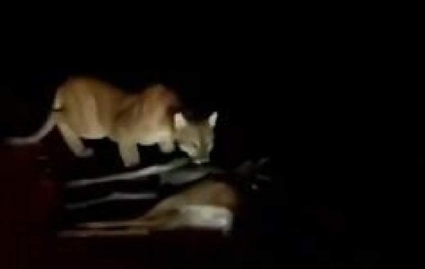 Vídeo: Onça parda é flagrada capturando cervo na região de Três Lagoas
