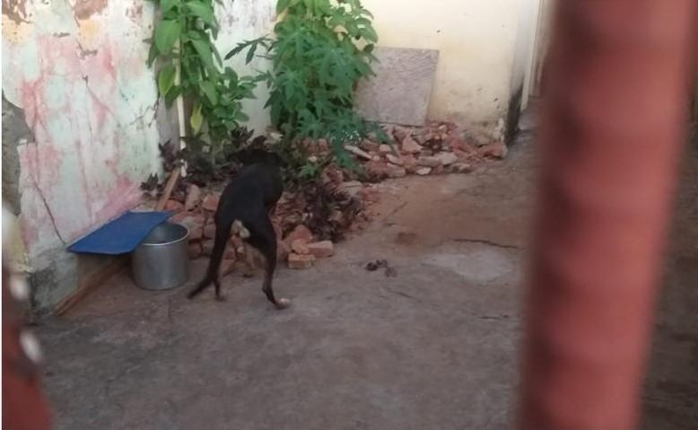 Polícia Militar de Andradina prendeu morador do bairro Passarelli por maus-tratos a cadelas