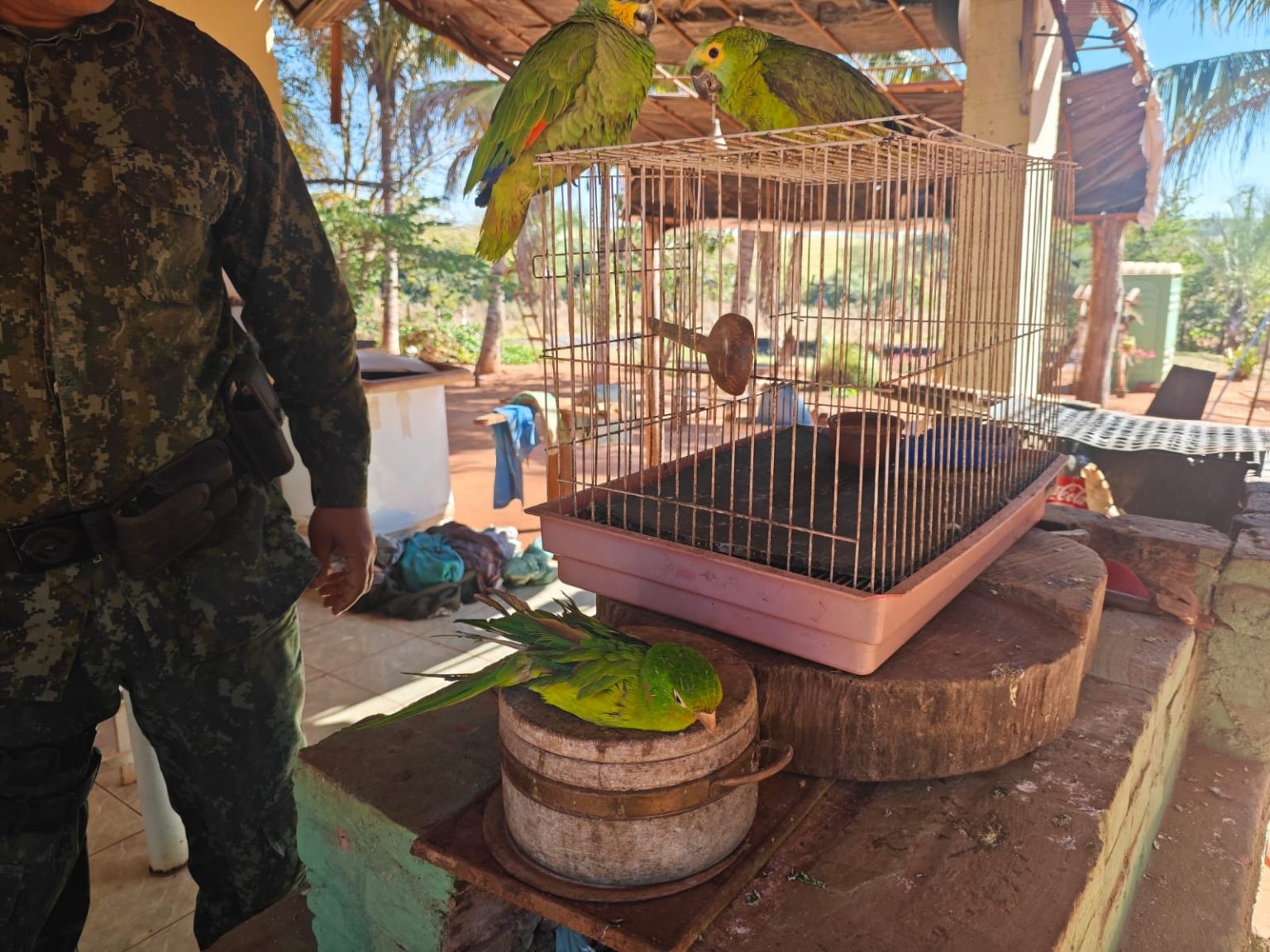 Polícia Ambiental multa morador de Mirandópolis por manter pássaros em cativeiro