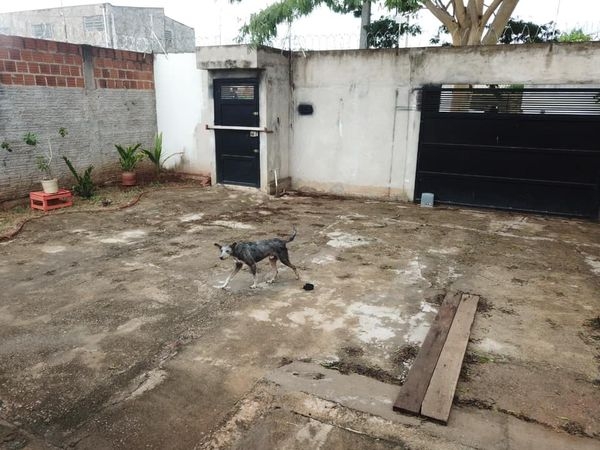 POLÍCIA MILITAR DE ANDRADINA UTILIZA DRONE PARA CONSTATAR MAUS-TRATOS A ANIMAL E ELABORA A PRIMEIRA AUTUAÇÃO NO NOVO TALÃO DO CÓDIGO DE POSTURAS DE ANDRADINA