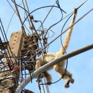 Macaco morre eletrocutado ao passear na rede elétrica em Três Lagoas