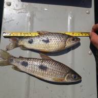Polícia Militar Ambiental de Três Lagoas autua paulista em R$ 2,5 mil por pesca predatória e apreende pescado, barco, motor e petrecho de pesca