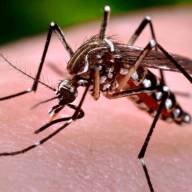 DENGUE – Número de casos notificados suspeitos chega a 3.301 casos em Três Lagoas