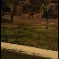 Lobo-guará é visto correndo pela avenida Ipê em Mirandópolis
