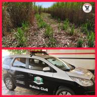 Polícia Civil de Mirandópolis investiga furto de cana de açúcar