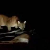 Vídeo: Onça parda é flagrada capturando cervo na região de Três Lagoas