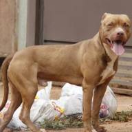 Mulher é atacada por pit bull no caminho para mercado em Três Lagoas