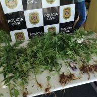 POLÍCIA CIVIL DE LAVÍNIA DESCOBRE PLANTAÇÃO DE MACONHA NO CENTRO DA CIDADE E PRENDE 02 PESSOAS