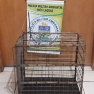 Polícia Militar Ambiental de Três Lagoas apreende armadilha de caça no Parque Natural das Capivaras