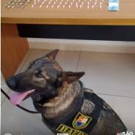 POLÍCIA MILITAR DE ARAÇATUBA  APREENDE ADOLESCENTE E LOCALIZA DROGAS COM APOIO DA CADELA LOBA
