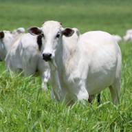 ANDRADINA CHINA LIBERA ENTRADA DA PRIMEIRA CARGA DE CARNE DAS QUE ESTÃO BLOQUEADAS