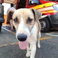 LEI, área de pet são obrigados denunciar casos de maus-tratos em Andradina
