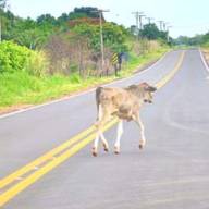 Polícia Militar registra ocorrência de gado na estrada que liga Mirandópolis com Lavínia