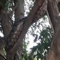Vídeo mostra jiboias no bairro Pereira Jordão em Andradina