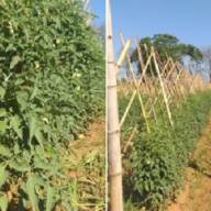 Em Andradina plantação de tomate no bairro rural Timboré para merenda escolar e Acqualinda