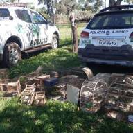 POLÍCIA  AMBIENTAL APREENDE CENTENAS DE AVES EM CATIVEIRO, EM ARAÇATUBA