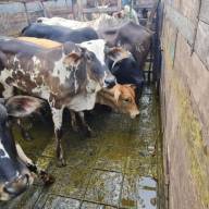 DIG recupera 10 cabeças de gado furtados em Nova Castilho que estavam em um sítio de Araçatuba