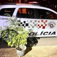 Polícia Militar de Castilho prende morador do bairro Urubupunga com pés de maconha