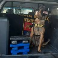 8º BAEP de Prudente com apoio de cão de faro prendeu morador com 13 tijolos de maconha e 32 pedras de crack, alvo de combate ao crime Vila Santa Tereza