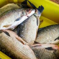 8ª Feira do Peixe terá horário estendido até às 19h em Três Lagoas