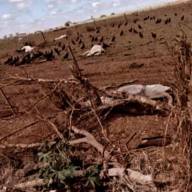 Falta de alimento causa morte de 17 bovinos em Guararapes