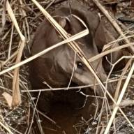 Polícia Ambiental resgata mais uma anta com queimaduras em Andradina