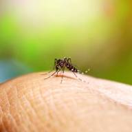 MORTE EM ANDRADINA É DESCARTADA PARA A DENGUE