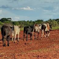 Polícia Civil de Andradina recupera mais um veículo furtado de Pátio de Apreensão de Veículos e 05 cabeças de gado furtadas de propriedade rural de Andradina