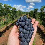 Andradina Pode Surpreender o Brasil: Polo de Uvas Malbec