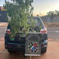 Força Tática de Três Lagoas prende 02 mulheres por cultivo de maconha