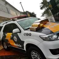 PMA encontra onça-pintada atropelada em grama à margem da BR 262