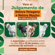 Sindicato Rural de Três Lagoas está de volta as origens e promove o Julgamento de Nelore