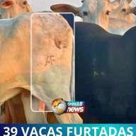 Polícia Civil de Guaraçaí investiga furto de 39 vacas gerando prejuízo de 200 mil reais
