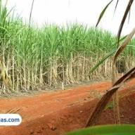Polícia Civil de Ilha Solteira investiga furto de 400 KG de cana de plantação da Usina Santa Adélia