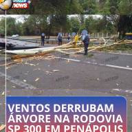 Árvore de grande porte interdita rodovia Marechal Rondon SP 300 em Penápolis