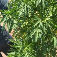 Polícia Militar de Três Lagoas encontra pé de maconha em condomínio de luxo