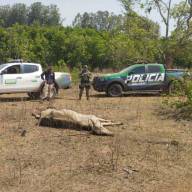 Polícia Ambiental de Três Lagoas multa fazendeiro em R$ 524 mil por maus-tratos a 500 bovinos em Água Clara