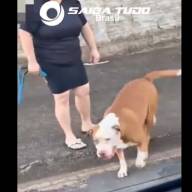 MORADORES DE ANDRADINA RELATAM PERIGO COM PITT BULL SOLTO NAS PROXIMIDADES DO SHOPPING
