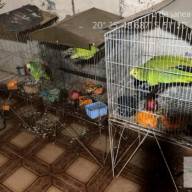 Polícia Ambiental multa morador de Ilha Solteira por manter papagaios em cativeiro