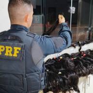 Polícia Rodoviária Federal de Água Clara apreende 59 Kg de cabelos humanos