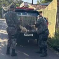 Ministério Público de MS instaura inquérito civil para apurar maus-tratos contra cachorros em Três Lagoas
