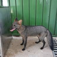 Centro de Triagem de Três Lagoas se torna referência no atendimento de animais silvestres da região