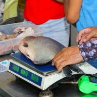 Tradicional Feira do Peixe será realizada nos dias 1 e 2 de abril na Feira Central de Três Lagoas