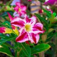 Três Lagoas terá feira de orquídeas e rosas do deserto