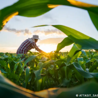 CMN regulamenta renegociação de dívidas rurais