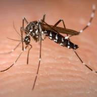 Três Lagoas registra 24 casos de chikungunya em 2026 e acende alerta para arboviroses