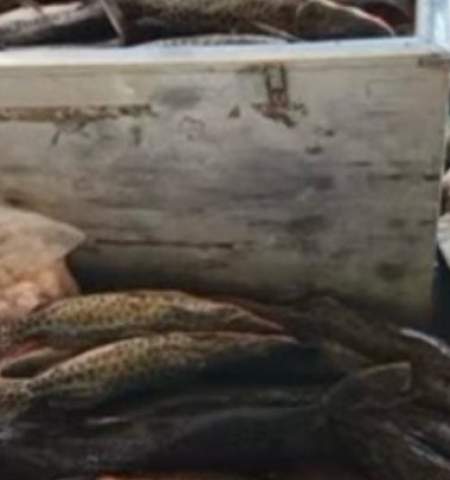 Polícia Ambiental de Três Lagoas apreende 400kg de pescado no Jupiá e aplica multa de R$9 mil