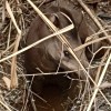 Polícia Ambiental resgata mais uma anta com queimaduras em Andradina