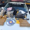 POLICIAMENTO RODOVIÁRIO PRENDE PASSAGEIRA POR TRÁFICO DE DROGAS EM RODOVIA DE ARAÇATUBA/SP